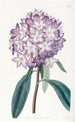Rhododendron de Carton - Sydenham Edwards — vista dell’opera