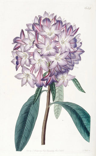 Sydenham Edwards - Cartons Rhododendron.webp