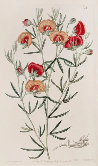 Sydenham Edwards - Changeable Gompholobium.webp