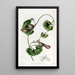 Aristoloche chilienne - Sydenham Edwards — quadro incorniciato alla parete