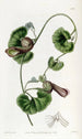 Aristoloche chilienne - Sydenham Edwards — vista dell’opera