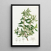 Mayten chilien - Sydenham Edwards — quadro incorniciato alla parete