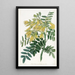 Arbre Mayu chilien - Sydenham Edwards — quadro incorniciato alla parete