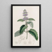 Barbe-de-chinois - Sydenham Edwards — quadro incorniciato alla parete