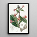 Rehmannia chinoise - Sydenham Edwards — quadro incorniciato alla parete