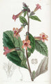 Rehmannia chinoise - Sydenham Edwards — vista dell’opera