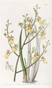 Oncidium à feuilles de ciboulette - Sydenham Edwards — vista dell’opera