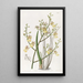 Oncidium à feuilles de ciboulette - Sydenham Edwards — quadro incorniciato alla parete