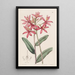 Épidendrum cinabre - Sydenham Edwards — quadro incorniciato alla parete