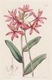 Épidendrum cinabre - Sydenham Edwards — vista dell’opera