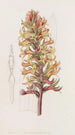 Stenorhynchus cinabre - Sydenham Edwards — vista dell’opera
