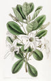 Anthocercis visqueux - Sydenham Edwards — vista dell’opera