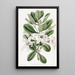 Anthocercis visqueux - Sydenham Edwards — quadro incorniciato alla parete