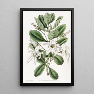 Sydenham Edwards - Clammy Anthocercis.webp