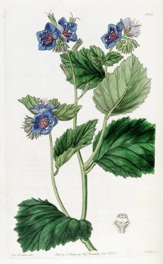 Sydenham Edwards - Clammy Eutoca.webp