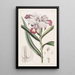 Reedorchis à fleurs serrées - Sydenham Edwards — quadro incorniciato alla parete