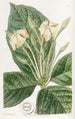 Gardenia à feuilles de tissu - Sydenham Edwards — vista dell’opera