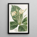 Gardenia à feuilles de tissu - Sydenham Edwards — quadro incorniciato alla parete