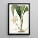 Calanthe en grappes - Sydenham Edwards — quadro incorniciato alla parete
