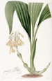 Calanthe en grappes - Sydenham Edwards — vista dell’opera