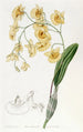 Dendrobium en grappes - Sydenham Edwards — vista dell’opera