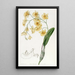 Dendrobium en grappes - Sydenham Edwards — quadro incorniciato alla parete