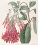 Fucsia a fiori raggruppati - Sydenham Edwards — vista dell’opera