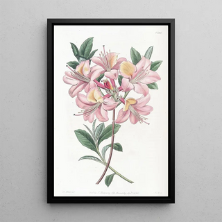 Sydenham Edwards - Coppercoloured Highclere Azalea.webp