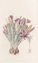 Crocus corse - Sydenham Edwards — vista dell’opera
