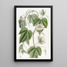 Passiflore à feuilles de coton - Sydenham Edwards — quadro incorniciato alla parete