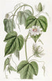 Passiflore à feuilles de coton - Sydenham Edwards — vista dell’opera