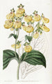 Calceolaria à fleurs crénelées - Sydenham Edwards — vista dell’opera