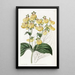 Calceolaria à fleurs crénelées - Sydenham Edwards — quadro incorniciato alla parete