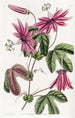 Passiflore cramoisie - Sydenham Edwards — vista dell’opera