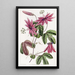 Passiflore cramoisie - Sydenham Edwards — quadro incorniciato alla parete