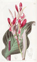 Canna à feuilles cramoisies - Sydenham Edwards — vista dell’opera