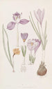 Crocus - Sydenham Edwards — vista dell’opera
