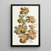 Oncidium à fleurs bouclées - Sydenham Edwards — quadro incorniciato alla parete