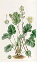 Heuchera cylindrique - Sydenham Edwards — vista dell’opera