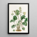 Heuchera cylindrique - Sydenham Edwards — quadro incorniciato alla parete