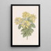 Cytise dalmate - Sydenham Edwards — quadro incorniciato alla parete