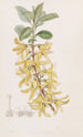 Forsythia vert foncé - Sydenham Edwards — vista dell’opera