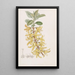 Forsythia vert foncé - Sydenham Edwards — quadro incorniciato alla parete