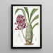 Mormodes pourpre foncé - Sydenham Edwards — quadro incorniciato alla parete