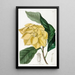 Arbre Talaum de De Candolle - Sydenham Edwards — quadro incorniciato alla parete