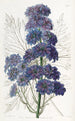 Delphinium Barlowii - Sydenham Edwards — vista dell’opera