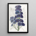 Delphinium Barlowii - Sydenham Edwards — quadro incorniciato alla parete