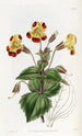 Didynamia Angiospermia - Sydenham Edwards — vista dell’opera