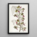 Fleur de moine terne - Sydenham Edwards — quadro incorniciato alla parete