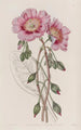 Calandrinia décolorée - Sydenham Edwards — vista dell’opera